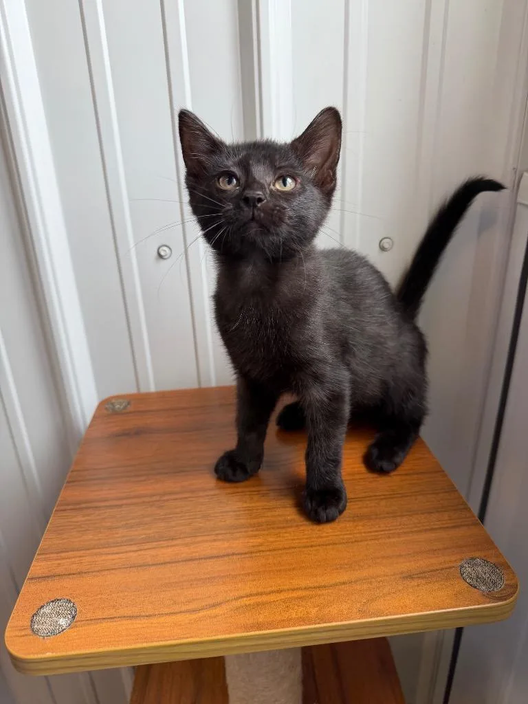 A baby small-sized female Domestic Short Hair cat named Bubblegum for adoption in Pierceton, IN