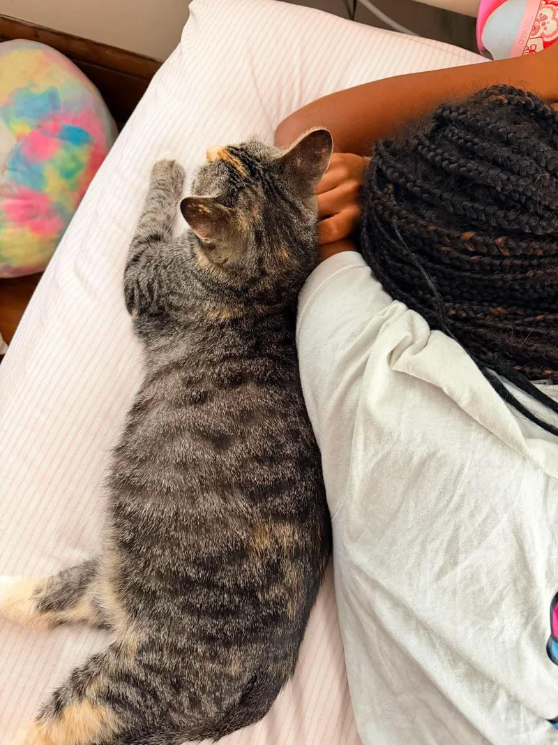 A young medium-sized female Torbie cat named Willa for adoption in Rochester , NY