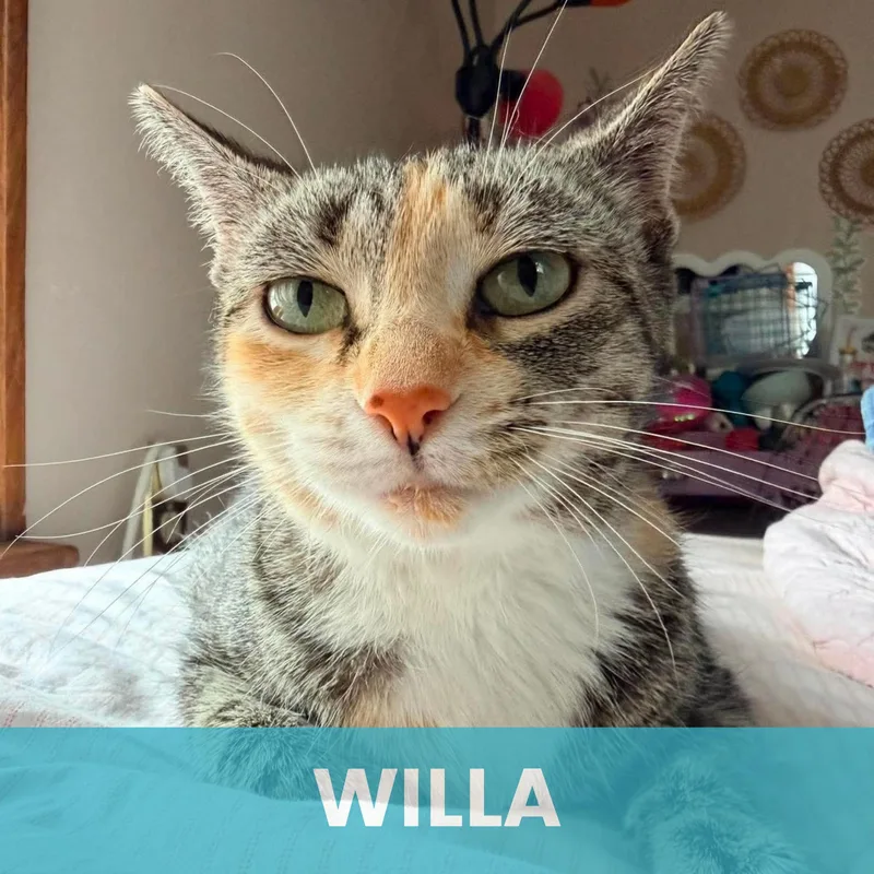 Willa thumbnail 5
