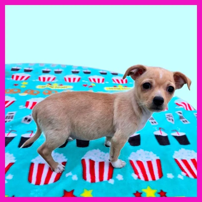 A baby small-sized female White / Cream Mixed Breed dog named Lizzy for adoption in Joliet, IL