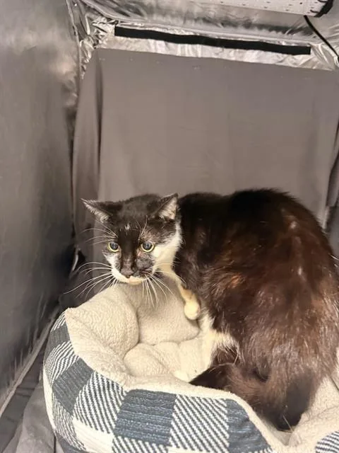 An adult large-sized male Domestic Short Hair cat named Howie for adoption in Appling, GA