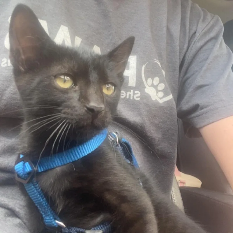 A baby small-sized male Black Domestic Short Hair cat named R@n Dee for adoption in Kyle, TX
