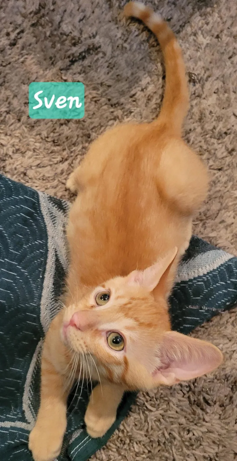 A baby small-sized male Tabby (Orange / Red) Domestic Short Hair cat named Sven for adoption in Indianapolis, IN