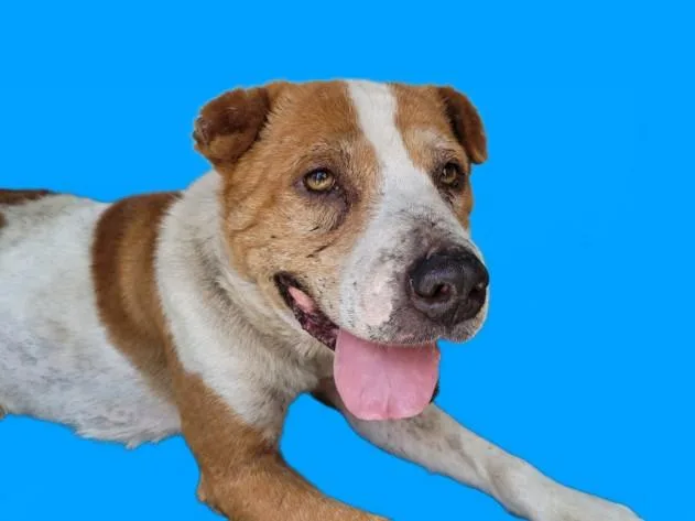 An adult medium-sized male Pit Bull Terrier dog named Junior for adoption in Chatsworth, CA