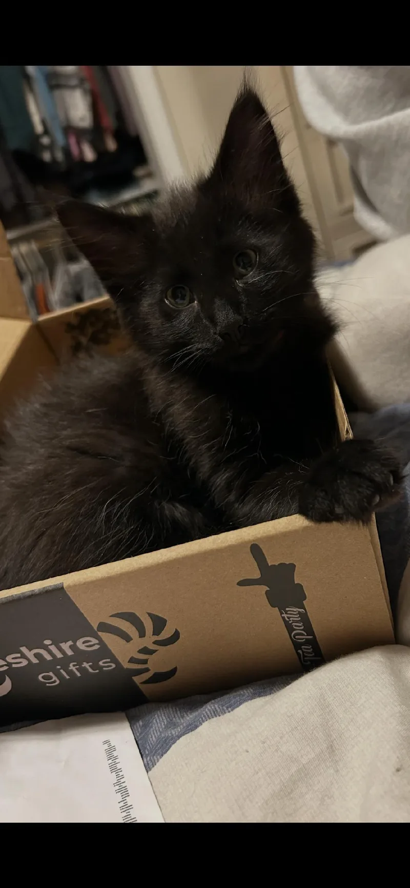 A baby medium-sized male Black Domestic Medium Hair cat named Boo for adoption in Mokena, IL