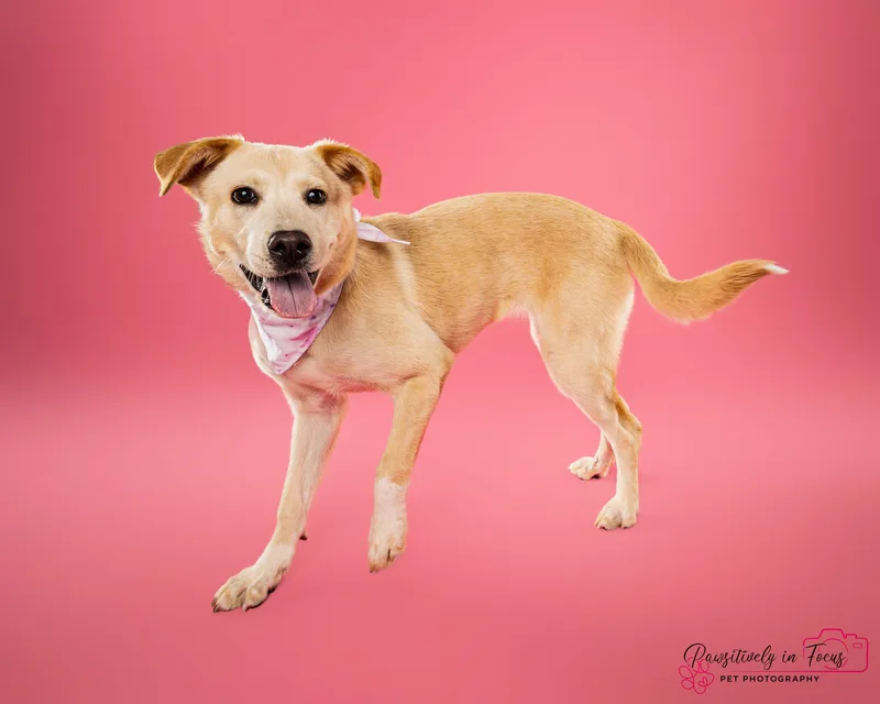 A baby medium-sized female Yellow / Tan / Blond / Fawn Labrador Retriever dog named Maddie for adoption in Houston, TX