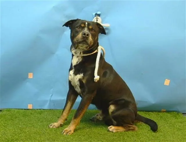 An adult medium-sized male Rottweiler dog named Tiberio for adoption in Gardena, CA