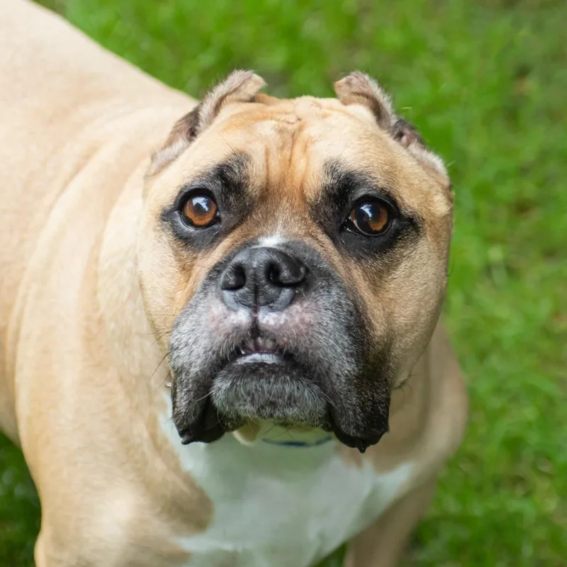 An adult large-sized male Yellow / Tan / Blond / Fawn Pit Bull Terrier dog named Gio for adoption in Middletown, RI