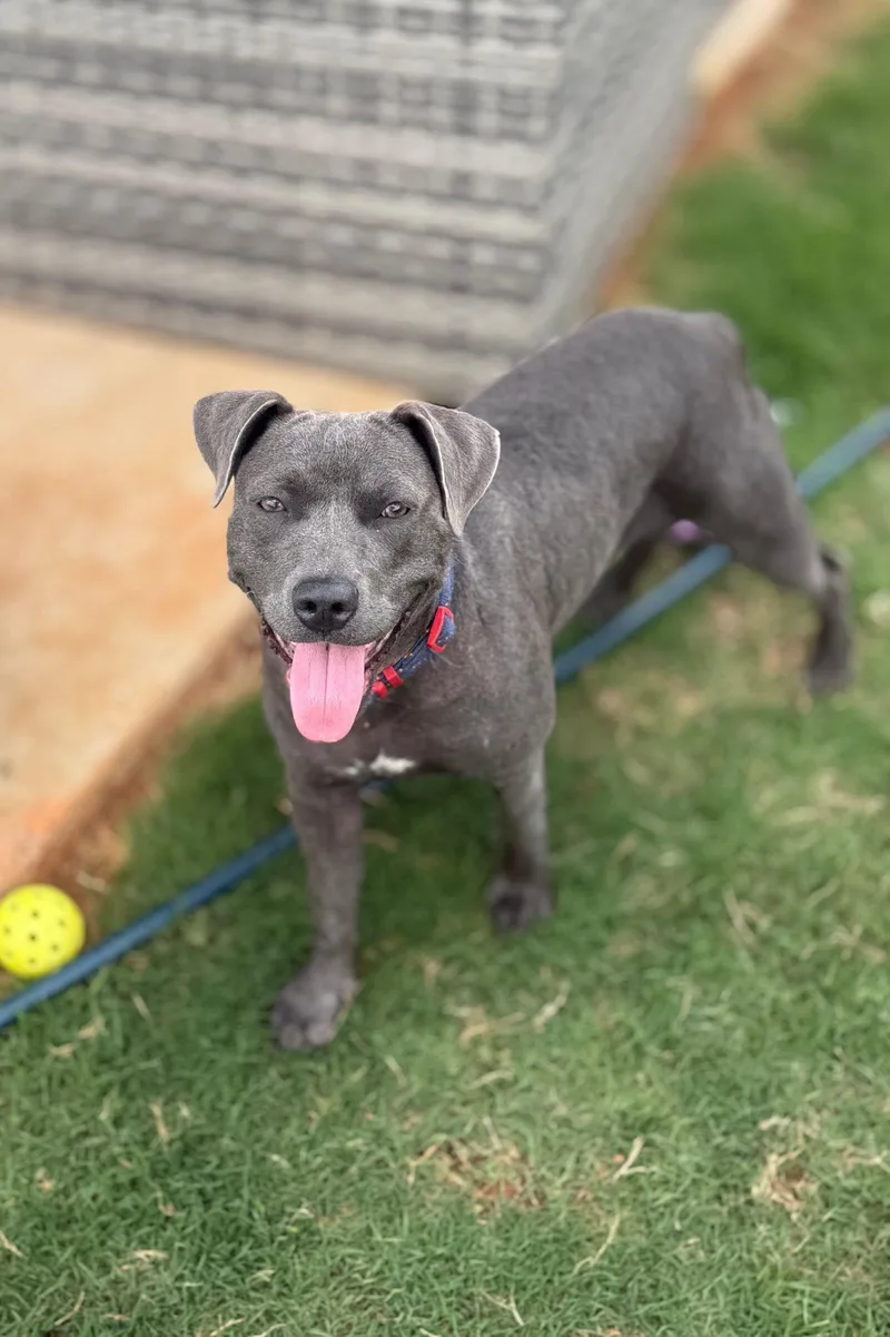 A young medium-sized female Terrier dog named Demi for adoption in Greenville, SC