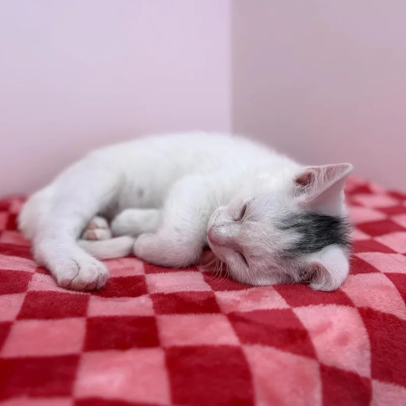 A baby small-sized male White Domestic Short Hair cat named Aspen for adoption in Forest Park, IL