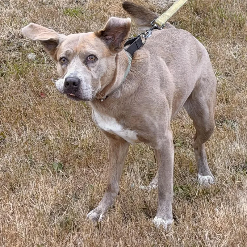 Sitka