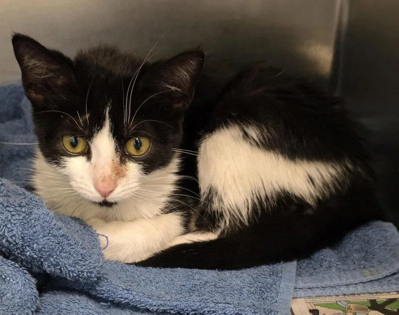 A young small-sized female Black & White / Tuxedo Domestic Short Hair cat named CA Jewel for adoption in Glen Allen, VA