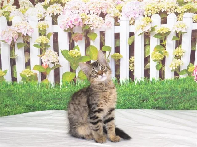 A baby small-sized female Domestic Medium Hair cat named Nessa for adoption in Oroville, CA