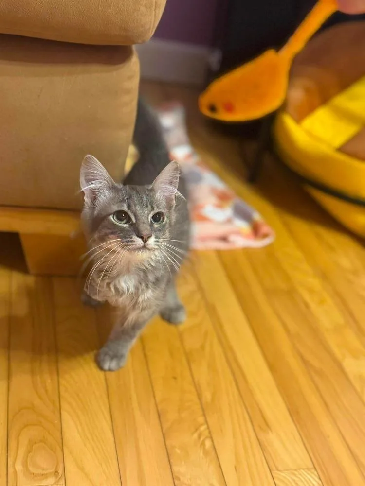 A young medium-sized male Gray & White Domestic Long Hair cat named Baby Gray for adoption in Salisbury, NC