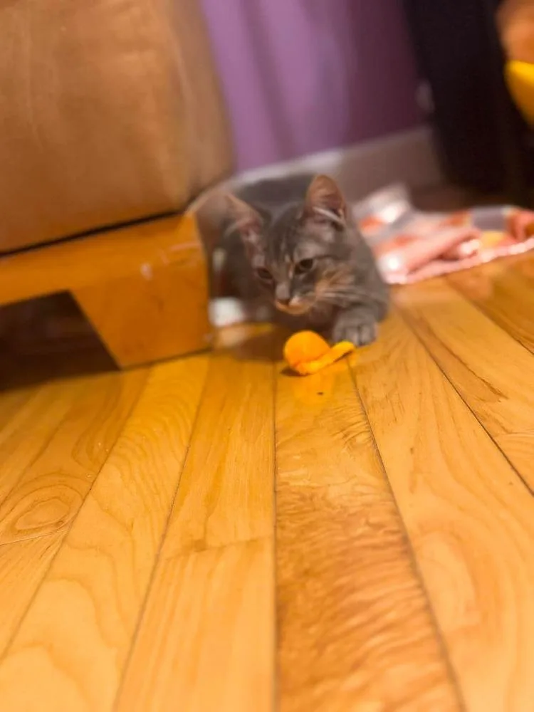 Baby Gray thumbnail 2