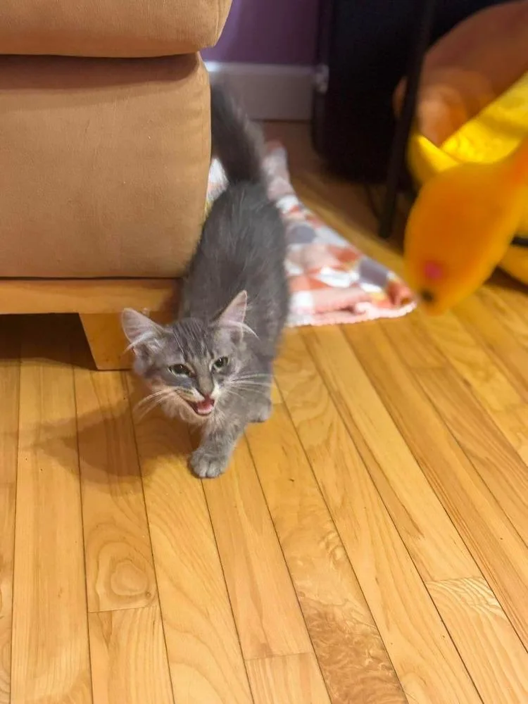 Baby Gray thumbnail 3