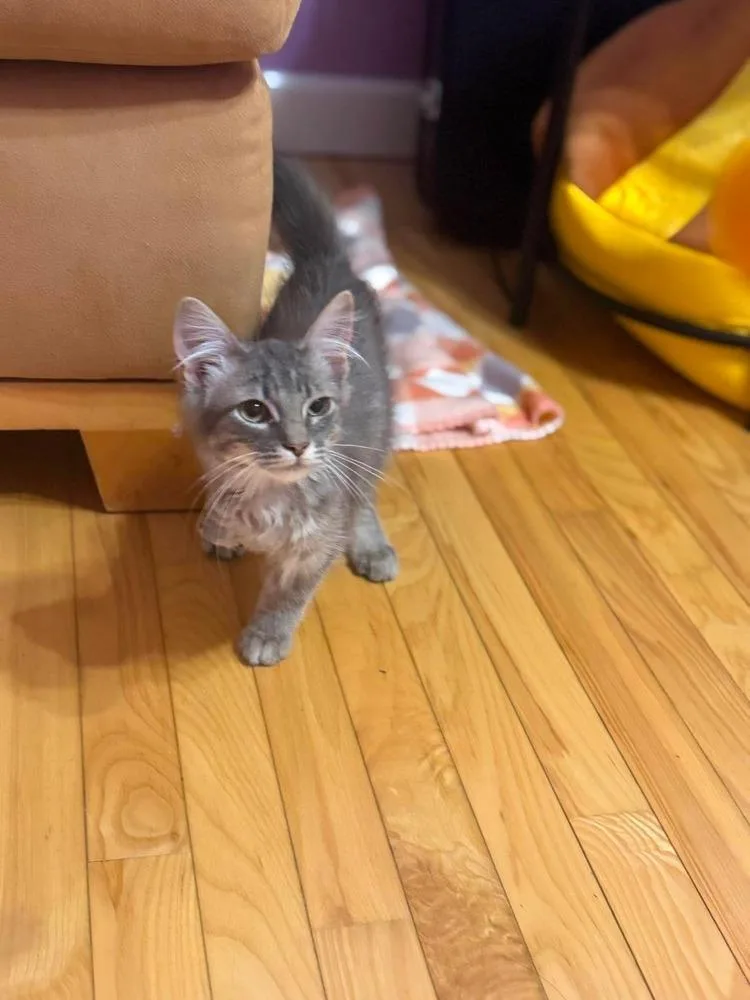 Baby Gray thumbnail 4