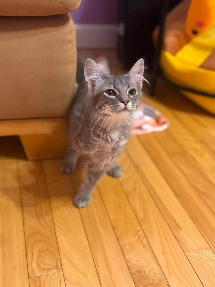 Baby Gray thumbnail 5