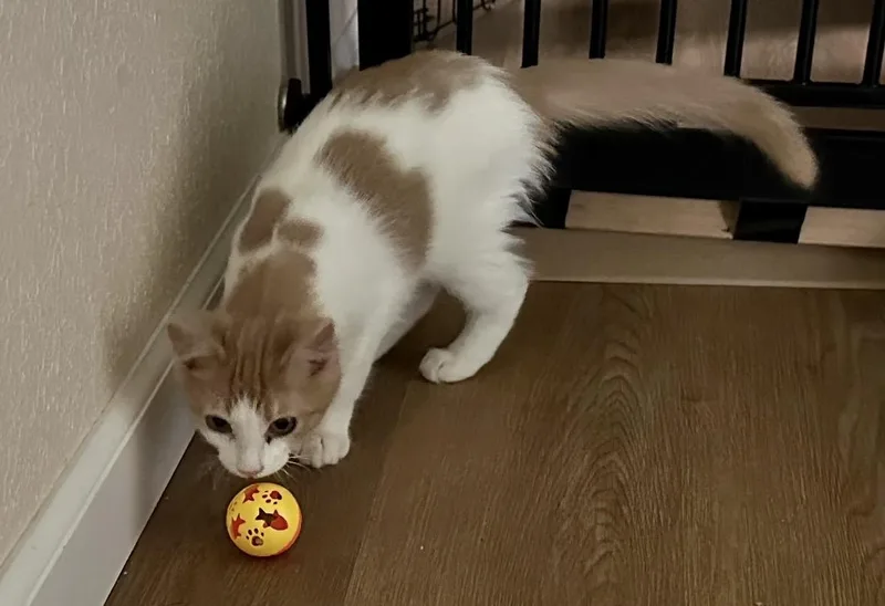 A baby small-sized female Domestic Medium Hair cat named Benny for adoption in Wasilla, AK