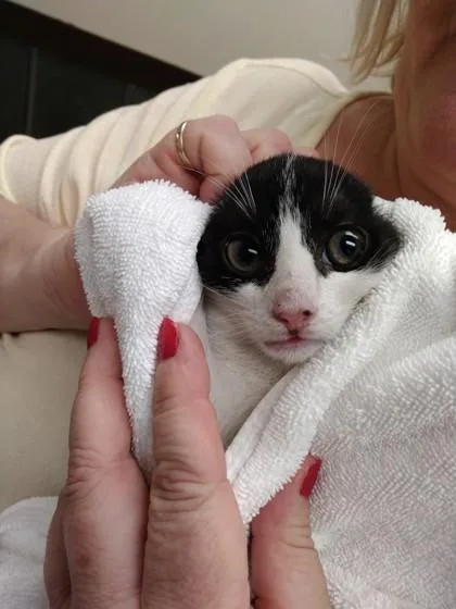 A baby small-sized male Domestic Short Hair cat named Minnow for adoption in Palm Coast, FL