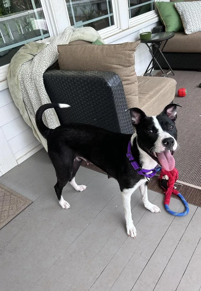 An adult medium-sized female Tricolor (Brown, Black, & White) Boxer dog named Winter for adoption in Mooresville, NC