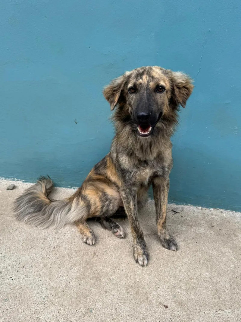 A young small-sized male Brindle Mixed Breed dog named Mauro for adoption in washington, CT