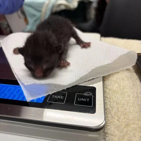 A baby small-sized female Black Domestic Short Hair cat named Juniper for adoption in Chattanooga, TN