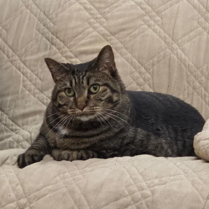 An adult extra large-sized female Brown / Chocolate Domestic Short Hair cat named Mocha for adoption in Mount Juliet, TN