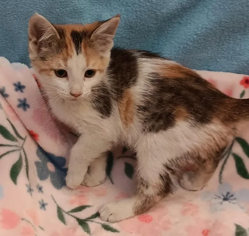 A baby medium-sized female Domestic Short Hair cat named Miss Frizzle Wanda for adoption in Crandon, WI