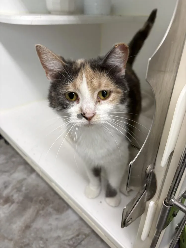 A young medium-sized female Orange & White Domestic Short Hair cat named Rosalind for adoption in Rochester, IN