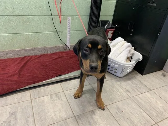 A young large-sized male Rottweiler dog named Denver for adoption in Grand Prairie, TX