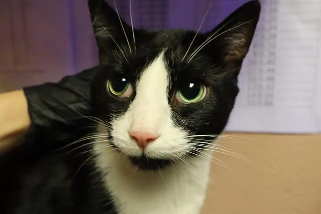 An adult large-sized male Domestic Short Hair cat named Milo for adoption in Columbia, SC