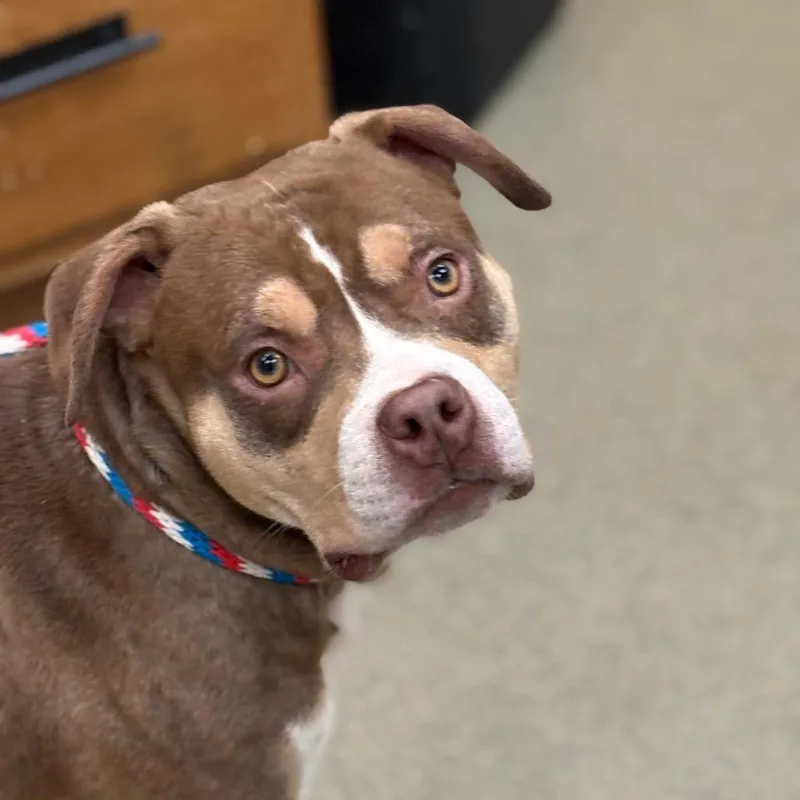 An adult medium-sized male Brown / Chocolate American Staffordshire Terrier dog named Twister for adoption in Birdsboro, PA