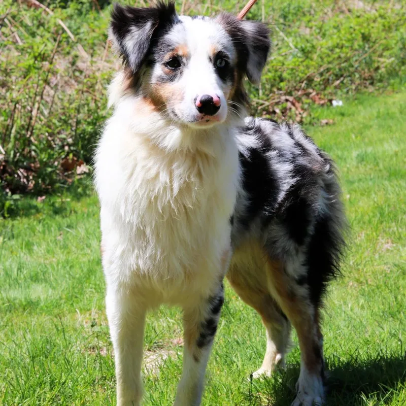 A young medium-sized male Gray / Blue / Silver Australian Shepherd dog named Ct Zeus for adoption in Stormville, NY