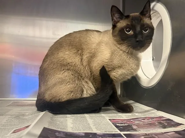 An adult small-sized male Siamese cat named Apollo for adoption in Lancaster, CA