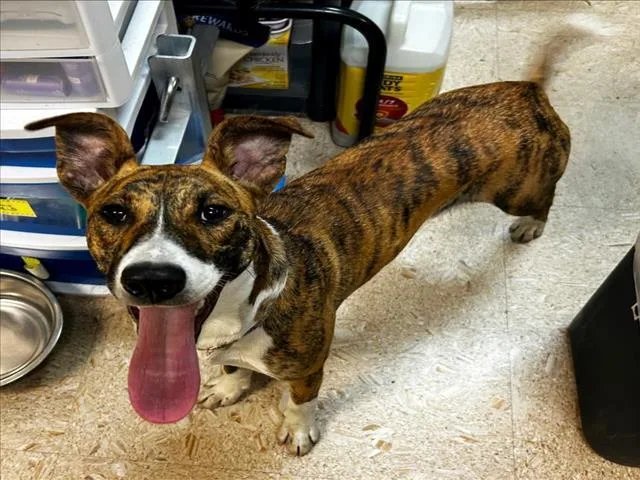 A young medium-sized female Whippet dog named Poppy for adoption in Tulsa, OK