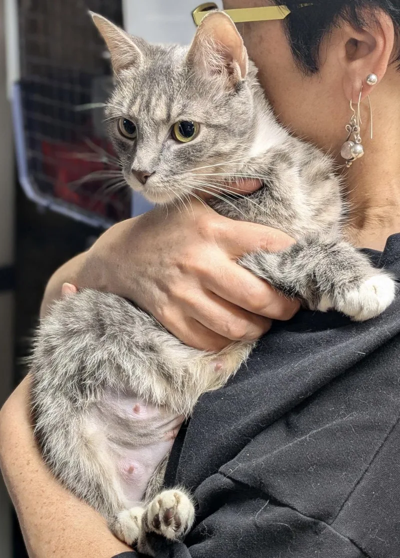 A young medium-sized female Gray / Blue / Silver Domestic Short Hair cat named Luna for adoption in Brooklyn, NY