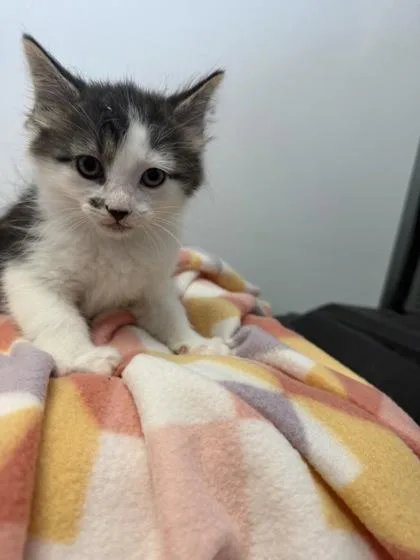 An adult small-sized male Domestic Short Hair cat named Ziti for adoption in Spruce Pine, NC