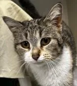 An adult small-sized female Calico Domestic Short Hair cat named Olivia for adoption in Lansing, MI