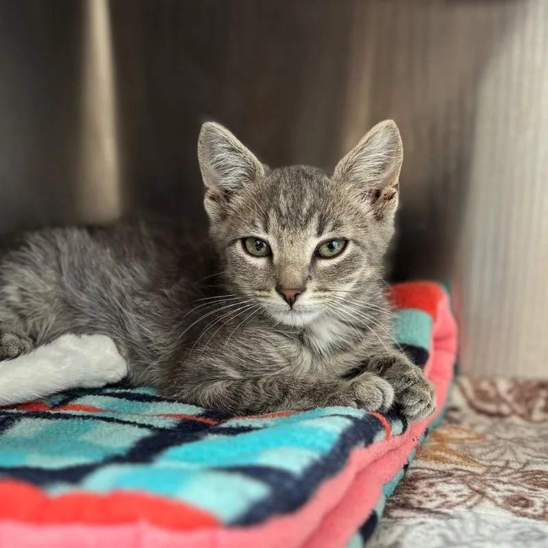 A baby small-sized male Gray / Blue / Silver Domestic Short Hair cat named Woody for adoption in Nashville, IN