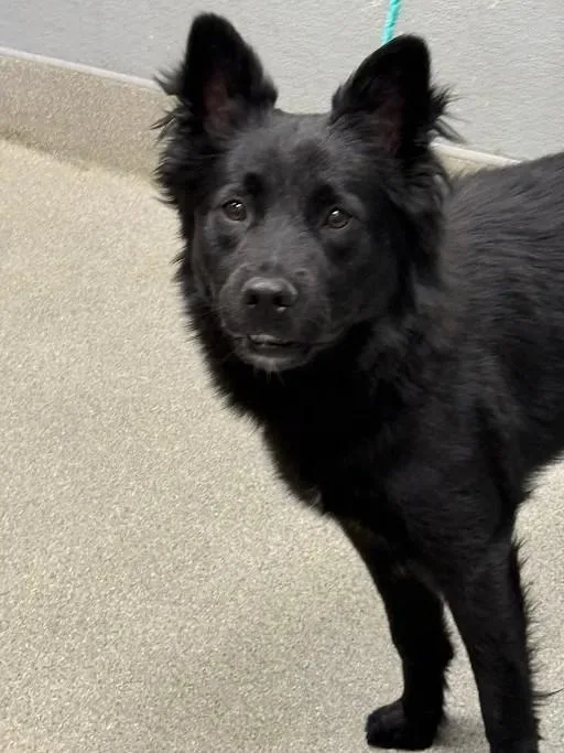 A young medium-sized male Chow Chow dog named Sable Wable for adoption in Las Vegas, NV