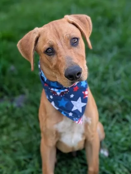 A young medium-sized male Mixed Breed dog named Chad for adoption in Gulfport, MS
