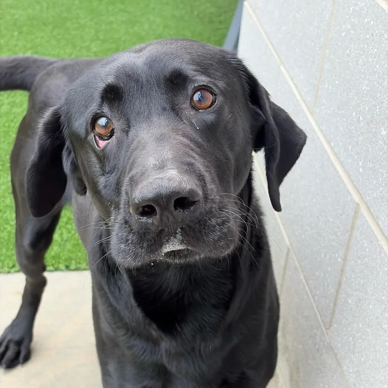 A young large-sized male Black Labrador Retriever dog named Harvey HW+ for adoption in Northbrook, IL