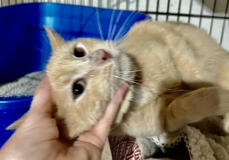 Georgie thumbnail 2