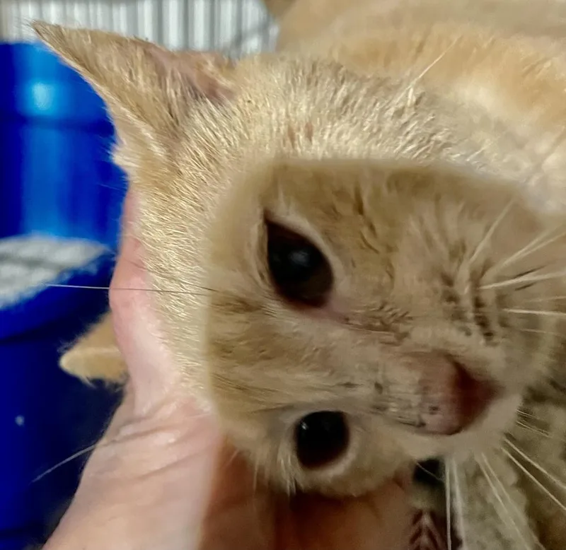 Georgie thumbnail 3
