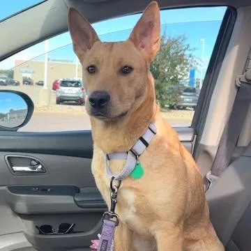 A young medium-sized male Yellow / Tan / Blond / Fawn Mixed Breed dog named Gunner for adoption in Buffalo, MN