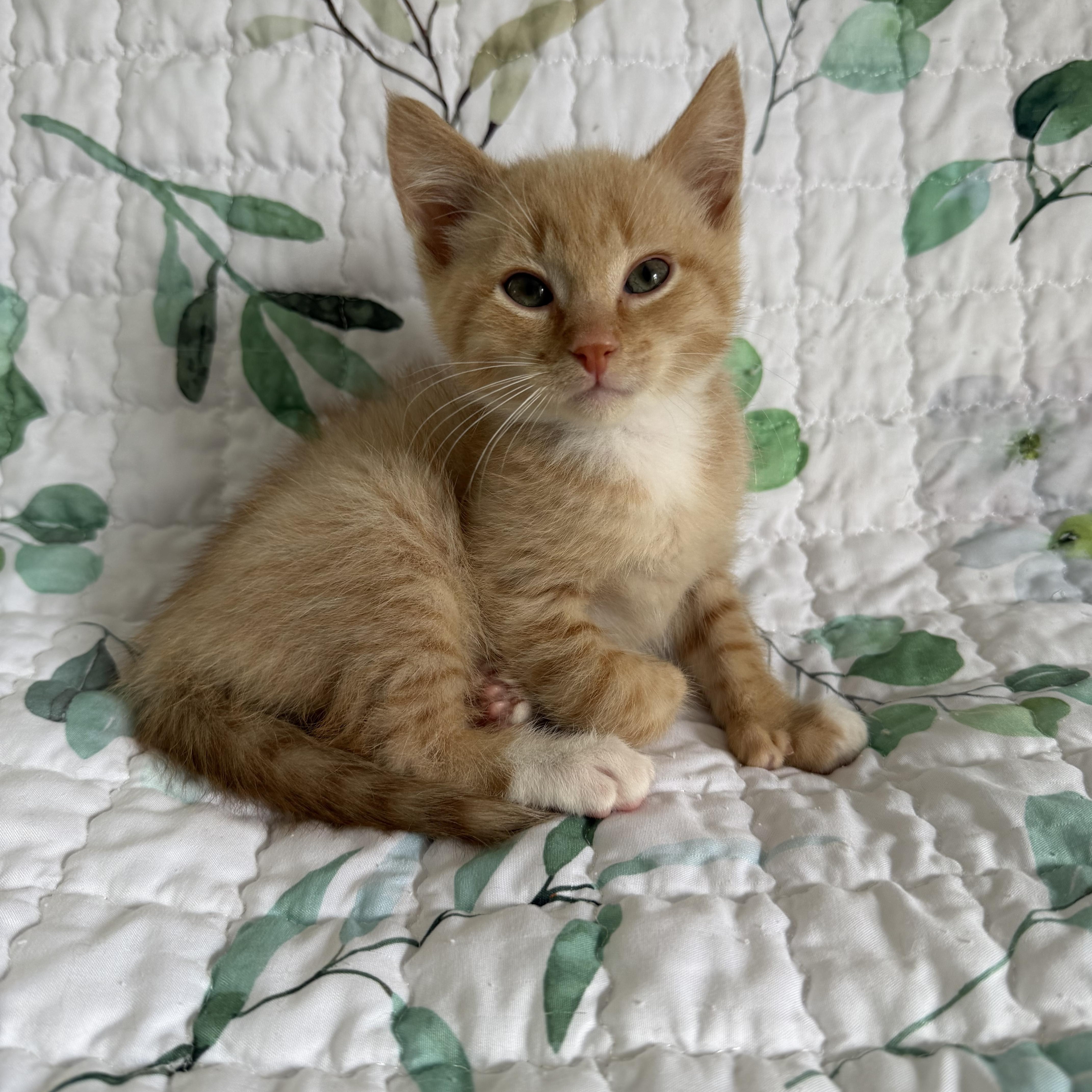 A baby small-sized male Domestic Short Hair cat named Po Boy for adoption in Lacona, NY