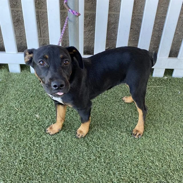 A young small-sized male Staffordshire Bull Terrier dog named Conner for adoption in Modesto, CA