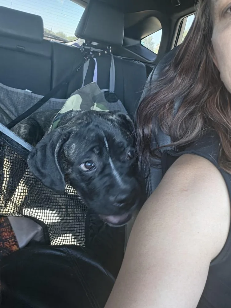 A baby small-sized female Boxer dog named Diva for adoption in Albuquerque, NM
