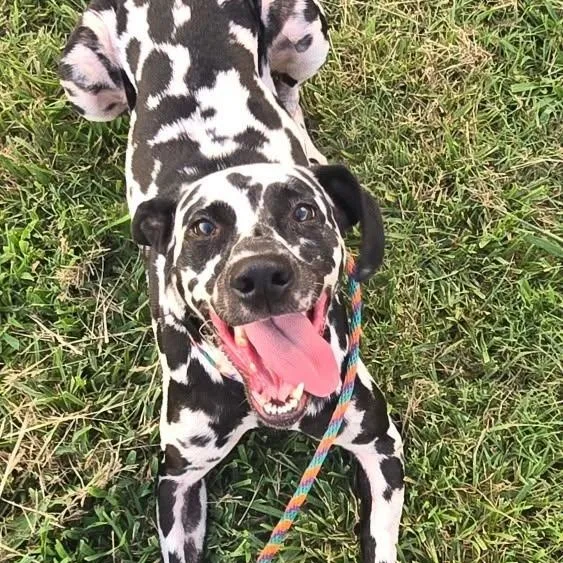 A young medium-sized male Black Dalmatian dog named Dommy for adoption in Mounds, OK